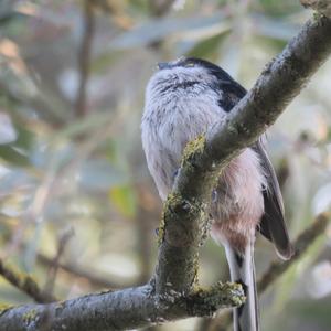 Long-tailed Tit