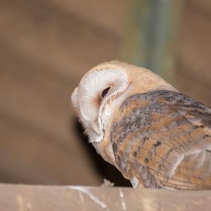 Barn Owl