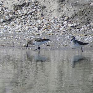 Alpenstrandläufer