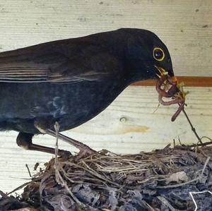 Eurasian Blackbird