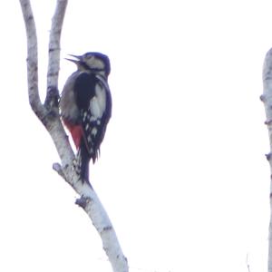 Great Spotted Woodpecker