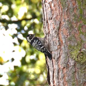 Lesser Spotted Woodpecker