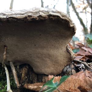 Tinder Polypore