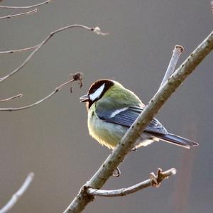 Great Tit