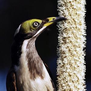 Blue-faced Honeyeater