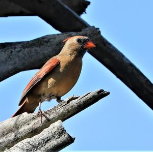 Northern Cardinal