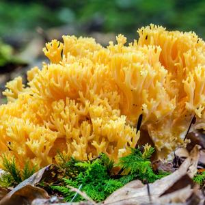 Yellow-brownish Coral