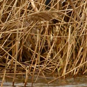 Great Bittern