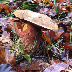 Dotted-stem Bolete