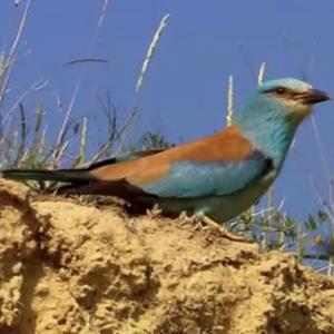 European Roller