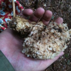 Eastern Cauliflower Mushroom