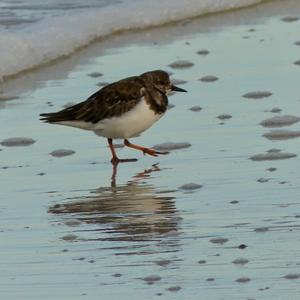 Ruddy Turnstone