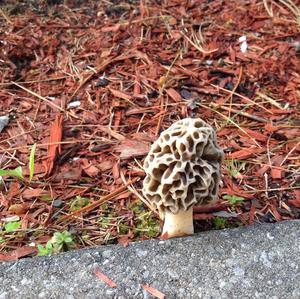 Yellow Morel