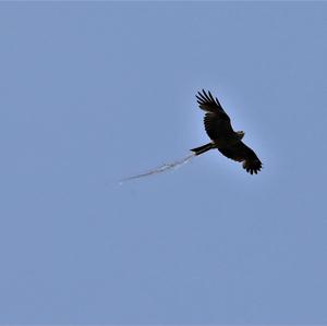 Black Kite