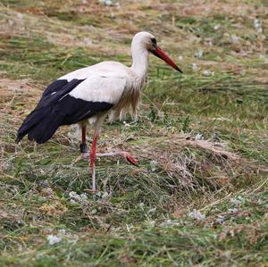 White Stork