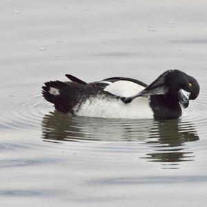 Tufted Duck