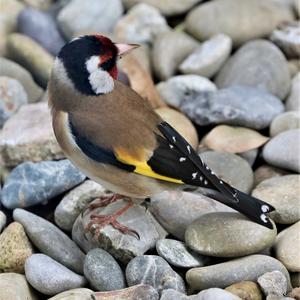 European Goldfinch