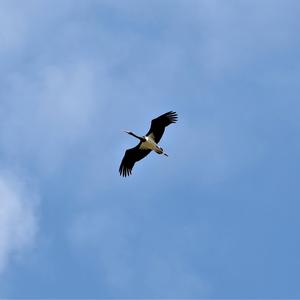 Black Stork