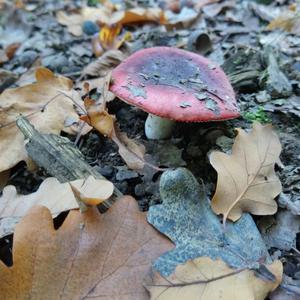 Shellfish-scented Russula