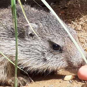 Alpine Marmot