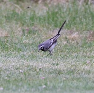 White Wagtail