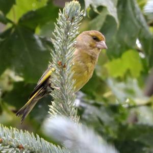 European Greenfinch