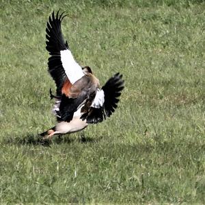 Egyptian Goose