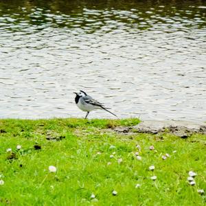 Bachstelze