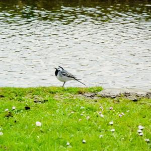 White Wagtail