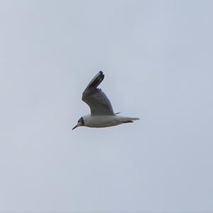 Black-headed Gull