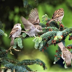 House Sparrow