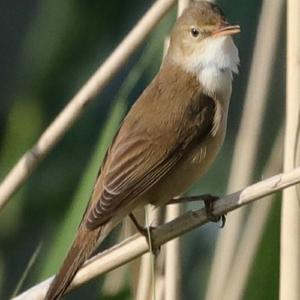 Eurasian Reed-warbler