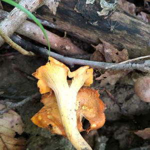 Chanterelle, Common