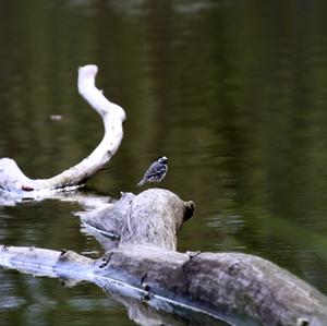 White Wagtail