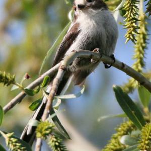 Long-tailed Tit