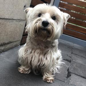 West Highland White Terrier