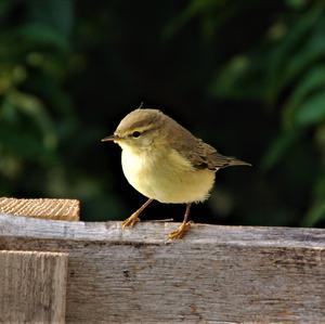 Willow Warbler