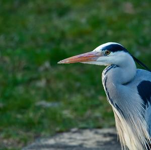 Grey Heron