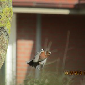 Eurasian Chaffinch