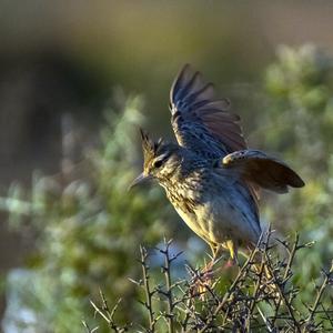 Crested Lark