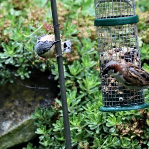 House Sparrow