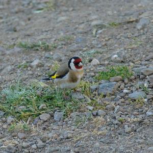 European Goldfinch