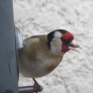 European Goldfinch