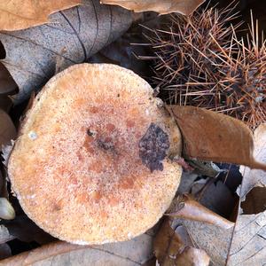 Liquorice Milk Cap