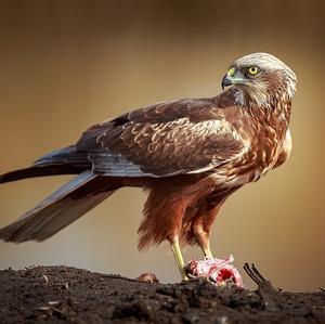 Western Marsh-harrier