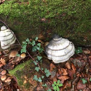 Tinder Polypore