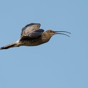 Großer Brachvogel