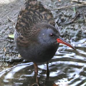 Water Rail