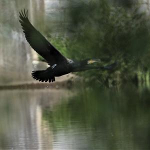 Great Cormorant