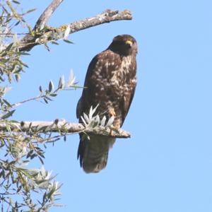 Common Buzzard